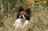 EPAGNEUL PAPILLON 106